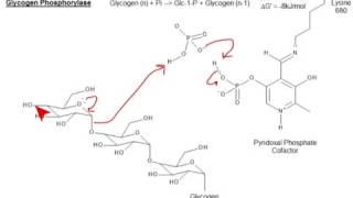 CHEM 407  Glycogen Metabolism  Glycogen Phosphorylase [upl. by Samuelson]