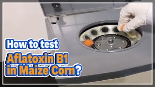 How to test Aflatoxin B1 in Maize Corn  LABOAO [upl. by Ahsimaj]