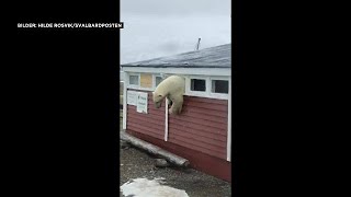 Video Ein Eisbär im Hotel auf Spitzbergen [upl. by Benoit]