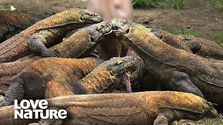 Komodo Dragon Worlds Largest and Deadliest Monster Lizard  Love Nature [upl. by Assille756]