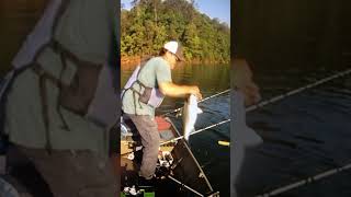 Fishing someone’s spotstripedbass lakelanier 2024 [upl. by Cressi]