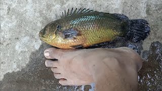 BIGGEST ANABAS FISH KERALA [upl. by Broek499]