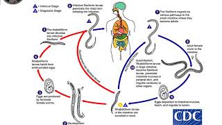 Strongyloides stercoralis lecture 3rd year 20202021 [upl. by Novets]