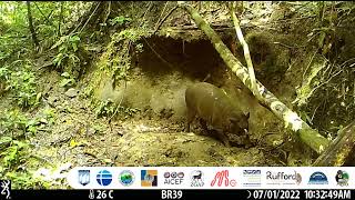 Togean Islands Babirusa Babyrousa togeanensis [upl. by Arvad197]