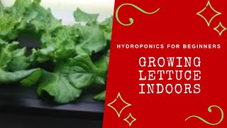 Hydroponics For Beginners  Growing Lettuce Indoors [upl. by Hanna787]