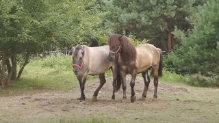 Ogier Tort kryje w tabunie Konika Polskiego [upl. by Russian]