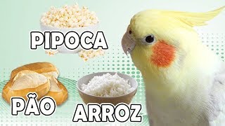 CALOPSITA PODE COMER PIPOCA ARROZ PÃO [upl. by Ettezzil]