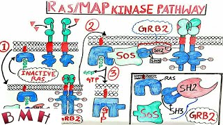 Ras MAP Kinase Pathway  MAPKERK Pathway [upl. by Telford350]