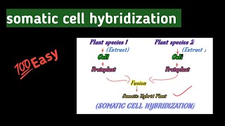 SOMATIC Cell HYBRIDIZATION IN HINDIgenetics exam easy youtubevideo bestvideo hindi tutorial [upl. by Mcgray]