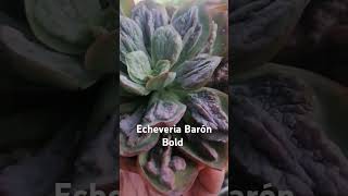 Echeveria baronbold es una suculenta caranculosa suculentas suculentasconamor [upl. by Margaretha]