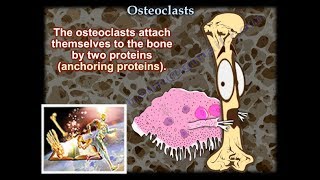 Osteoclasts  Everything You Need To Know  Dr Nabil Ebraheim [upl. by Kameko817]