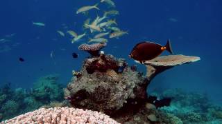 Coral Reef Tropical Fish Screensaver Compilation HD [upl. by Sethi28]