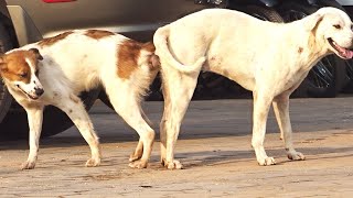 Old female dog much pain her belley [upl. by Dorisa903]