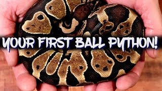 Things to consider when buying your first ball python [upl. by Sybilla787]