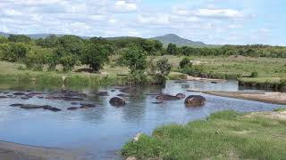 Hippo Pool Bar Keekorok Lodge MasaiMara [upl. by Oah]