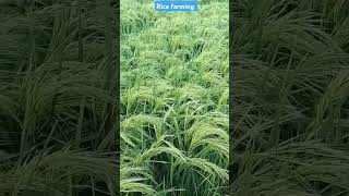 Rice farming in india  Village farming videos  paddy variety [upl. by Desiri213]