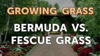 Bermuda vs Fescue Grass [upl. by Auqinat871]