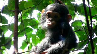 Baby chimpanzee [upl. by Imij]