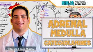 Endocrinology  Adrenal Medulla  Catecholamines [upl. by Dar]