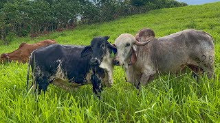 Enchiquerando a las ternas mira como es de fácil agarrarlas 🐄 [upl. by Jacobine]