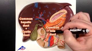 Bile Ducts [upl. by Suiramed]