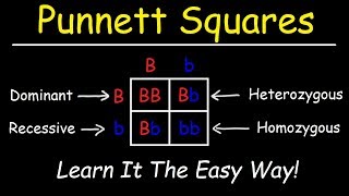 Punnett Squares  Basic Introduction [upl. by Bergin]