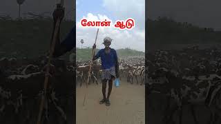 எந்த கட்சி கொடுத்த லோன் ஆடு   40 வருட உழைப்பு  ஆடு aadu வெள்ளாடு நாட்டுஆடு செம்மறிஆடு [upl. by Nahtannhoj]