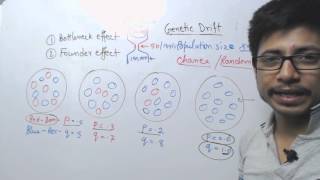 Genetic Drift  bottleneck and founder effect [upl. by Aserat322]