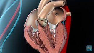 Overview of Heart Anatomy Tutorial [upl. by Dearden424]