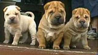 shar pei [upl. by Eiahpets]