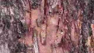 Tiger Scratch Marks on tree and TracksPugmarks [upl. by Silohcin22]