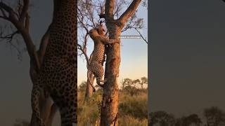 leopard steal meat from hyena leopard hyena wildlife trending shorts animals [upl. by Amitie]