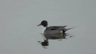 A Winters day Birding at Pennington Marshes [upl. by Roana374]