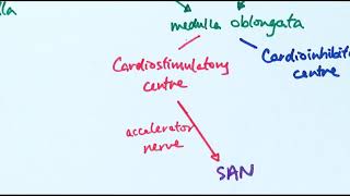 A2 Biology  Controlling heart rate OCR A Chapter 146 [upl. by Petulia201]