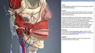 Lingual artery  Arteries of head and neck  3D Human Anatomy  Organs [upl. by Dimo]