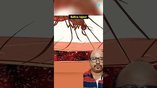 Mosquito Bite Mechanism 🤔🤔  mosquito bloodline insects amazingfacts [upl. by Nennarb]