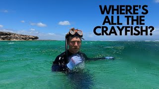 FREE DIVING FOR CRAYFISH IN WESTERN AUSTRALIA  VAN LIFE [upl. by Slemmer25]