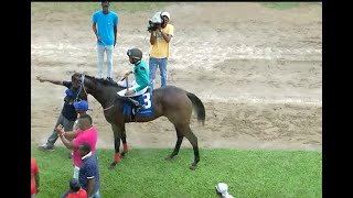 JAMAICA RACING Golden Lawyer Delivers In Sat Nov 9 2024 6th [upl. by Trebornhoj]