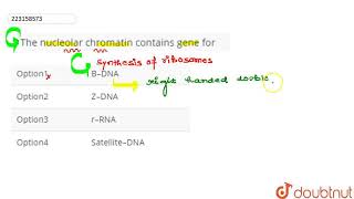 The nucleolar chromatin contains gene for –  CLASS 12  CELL THE UNIT OF LIFE  BIOLOGY  Dou [upl. by Warring992]