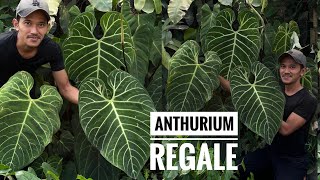 Anthurium regale dewasa [upl. by Emogene638]