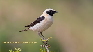 Blackeared Wheatear Collalba Rubia bird watching in Spain [upl. by Elocon]