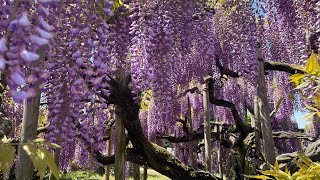 ふじのはな物語 The Great Wisteria Festival 2024 Ashikaga Flower Park 2024年4月28日 [upl. by Leanora492]