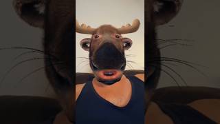 Moose The sound of the Beast animals moose mamal mamals antlers moosetape face funny shorts [upl. by Surtemed]