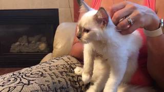 Ragdoll kitten  treating eye infection with L lysine dietary supplement  how to [upl. by Eleumas619]