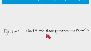 A2 Biology  Genes enzymes and phenotype  Albinism [upl. by Dloniger]