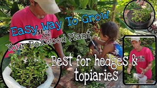 How To Grow Boxwood Plant From Cuttings  Juns Planting Ideas [upl. by Llert]