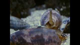 Cone Snail Conus Geographus [upl. by Oakley]