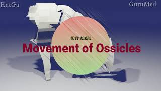 Ossicles movement [upl. by Efinnej]