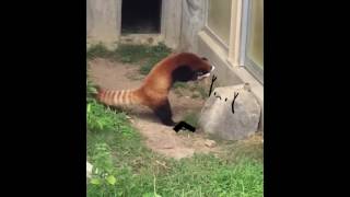 Red panda freaks out of a rockANIMATED [upl. by Celestina]