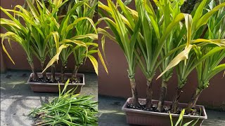 How to Divide and Propagate Golden Crinum Lily  more Babies [upl. by Asilat]